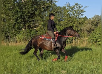 Huzule, Merrie, 8 Jaar, 141 cm, Bruin, in Linkenbach