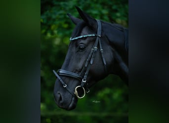 Oldenburg, Gelding, 8 years, 17 hh, Black, in Mönchengladbach