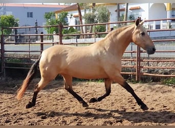 PRE, Mare, 14 years, 16.1 hh, Dun, in MADRID,