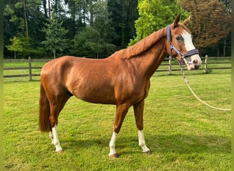 Selle Français, Gelding, 5 years, 15,2 hh, Chestnut-Red, in Besan&#xE7;on