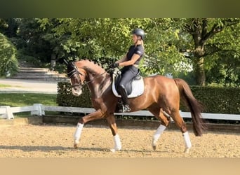 Westfale, Wallach, 6 Jahre, 168 cm, Dunkelfuchs, in Rottenburg an der Laaber
