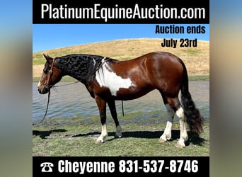 American Quarter Horse, Ruin, 12 Jaar, 142 cm, Tobiano-alle-kleuren, in King City CA,