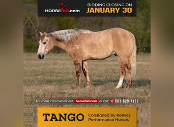American Quarter Horse, Wallach, 10 Jahre, Schimmel, in Canyon, TX,