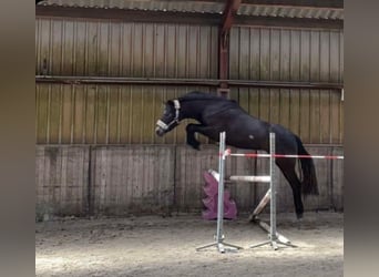 Connemara, Wallach, 4 Jahre, 152 cm, Apfelschimmel, in Burgdorf