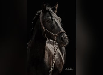 Lusitano, Stallion, 7 years, 16 hh, Black, in Groß-Umstadt
