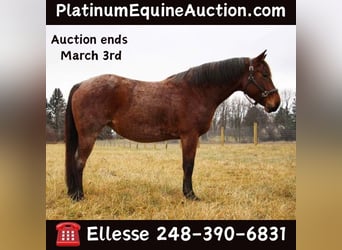 American Quarter Horse, Wallach, 12 Jahre, 152 cm, Roan-Bay, in Howell MI,