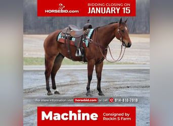 American Quarter Horse, Gelding, 5 years, 15 hh, Bay, in Rebersburg, PA,