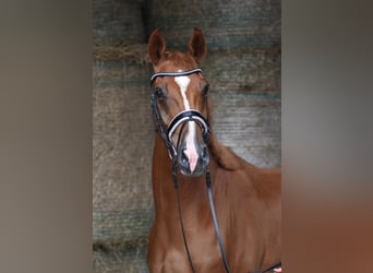 Oldenburger, Wallach, 4 Jahre, 169 cm, Fuchs, in Herbstein,
