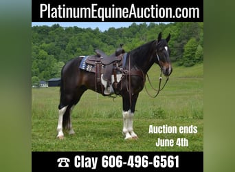 Tennessee walking horse, Ruin, 11 Jaar, 155 cm, Tobiano-alle-kleuren, in Salyersville KY,