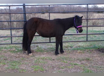 Sonstige Rassen, Stute, 10 Jahre, 102 cm, Dunkelbrauner, in Atlanta,