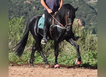 Menorquin, Stallion, 7 years, 15.2 hh, Black, in Menorca,
