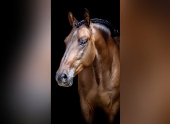 PRE, Caballo castrado, 7 años, 165 cm, Castaño oscuro, in Bonanza