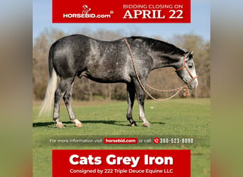 Quarter horse américain, Hongre, 5 Ans, 152 cm, Gris, in Weatherford,