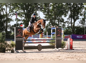 Hickstead‘s Balou