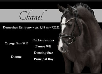 Duitse rijpony, Merrie, 4 Jaar, 148 cm, Zwart, in Wehringen