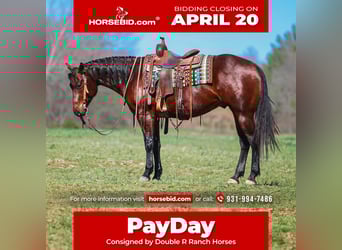 American Quarter Horse, Castrone, 5 Anni, 157 cm, Baio ciliegia, in Lyles