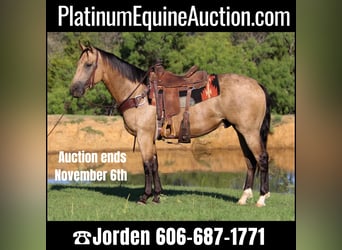 Quarter horse américain, Hongre, 6 Ans, 155 cm, Buckskin, in Cleburne TX,