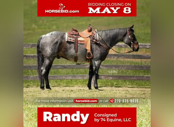 Quarter horse américain, Hongre, 10 Ans, 163 cm, Roan-Bay, in Madisonville, KY,
