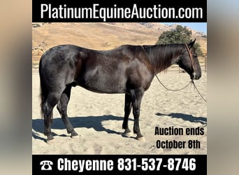American Quarter Horse, Wallach, 11 Jahre, 150 cm, Roan-Blue, in Bitterwater CA,