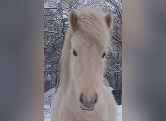 Caballos islandeses, Yegua, 3 años, Palomino, in Wiemersdorf