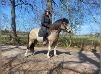 Islandpferd, Stute, 7 Jahre, 140 cm, Tobiano-alle-Farben, in Blunk,