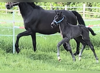 Hanoverian, Stallion, , 16,2 hh, Black, in Rosengarten,
