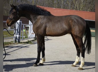 Holstein, Stallone, 3 Anni, 170 cm, Baio, in Murska Soboda