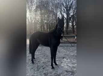 Hengst 3 Jahre