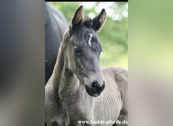 Westfale, Stute, , Rappe, in Horstmar,