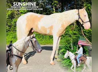 Tennessee konia, Wałach, 3 lat, 142 cm, Izabelowata, in Tompkinsville, TN,