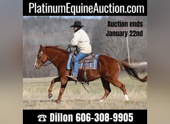 American Quarter Horse, Gelding, 9 years, 14.2 hh, Sorrel, in Brodhead KY,