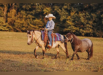 Más ponis/caballos pequeños, Caballo castrado, 8 años, 102 cm, Buckskin/Bayo, in Lyles, TN,