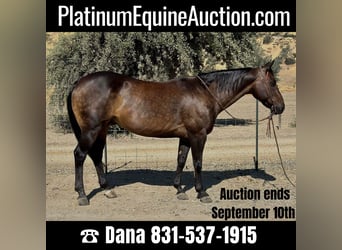 American Quarter Horse, Wallach, 8 Jahre, 152 cm, Buckskin, in Paicines, CA,