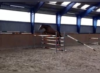 Hanoverian, Mare, 4 years, 17.1 hh, Brown, in Uetze,