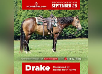 American Quarter Horse, Gelding, 9 years, 14.3 hh, Buckskin, in Clarion, PA,