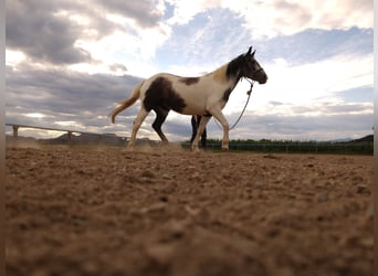 Weitere Ponys/Kleinpferde Mix, Stute, 5 Jahre, 140 cm, Kann Schimmel werden, in Völkermarkt,