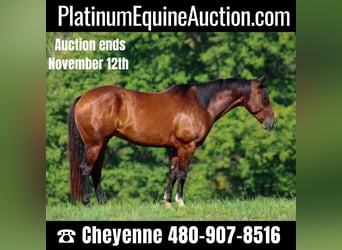 Quarter horse américain, Hongre, 7 Ans, 163 cm, Bai cerise, in Stephenville TX,