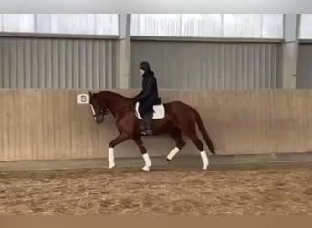 Dänisches Warmblut, Stute, 6 Jahre, 168 cm, Fuchs, in Odense