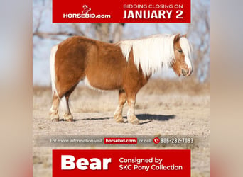 Plus de poneys/petits chevaux, Hongre, 6 Ans, 91 cm, Alezan brûlé, in Canyon,
