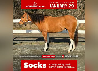 Pinto Horse, Castrone, 5 Anni, 160 cm, Falbo, in Granby, CT,