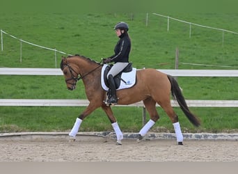Duitse rijpony, Merrie, 6 Jaar, 148 cm, Falbe, in Freiburg im Breisgau