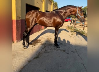 Andalusier, Hengst, 3 Jahre, 172 cm, Brauner, in Terrassa