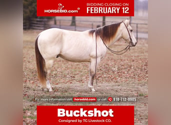 American Quarter Horse, Wallach, 9 Jahre, 147 cm, Buckskin, in Sallisaw,