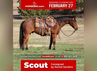 Quarter horse américain, Hongre, 9 Ans, 152 cm, Roan-Bay, in Joshua, TX,