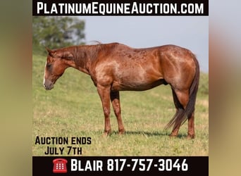 American Quarter Horse, Wallach, 13 Jahre, Roan-Red, in Weatherford TX,