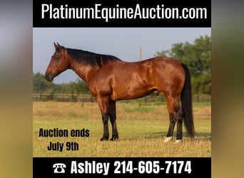 Quarter horse américain, Hongre, 13 Ans, 152 cm, Bai cerise, in Weatherford TX,
