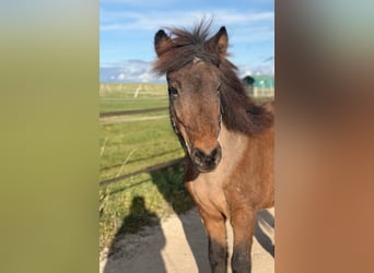Icelandic Horse, Mare, 14 years, 13,1 hh, Brown, in Aichtal