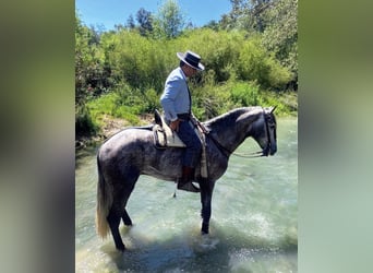 PRE Mestizo, Caballo castrado, 4 años, 170 cm, Tordo rodado, in Sevilla