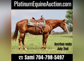 Quarter horse américain, Hongre, 10 Ans, 157 cm, Alezan brûlé, in Brooksville KY,