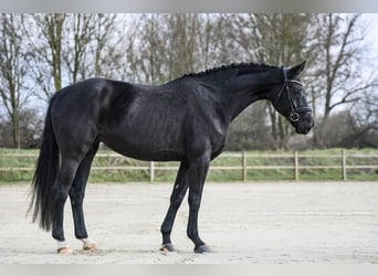 Hannoveriano, Yegua, 4 años, 167 cm, Negro, in Riedstadt